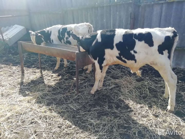 Телята бычки