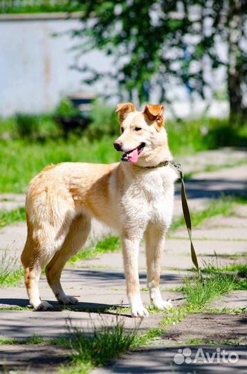 Собака в добрые руки