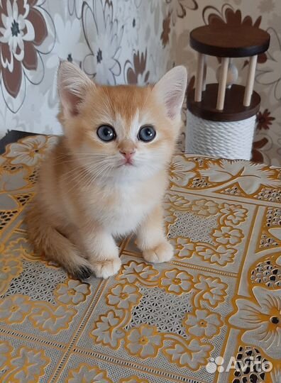 Малыши шиншиллы