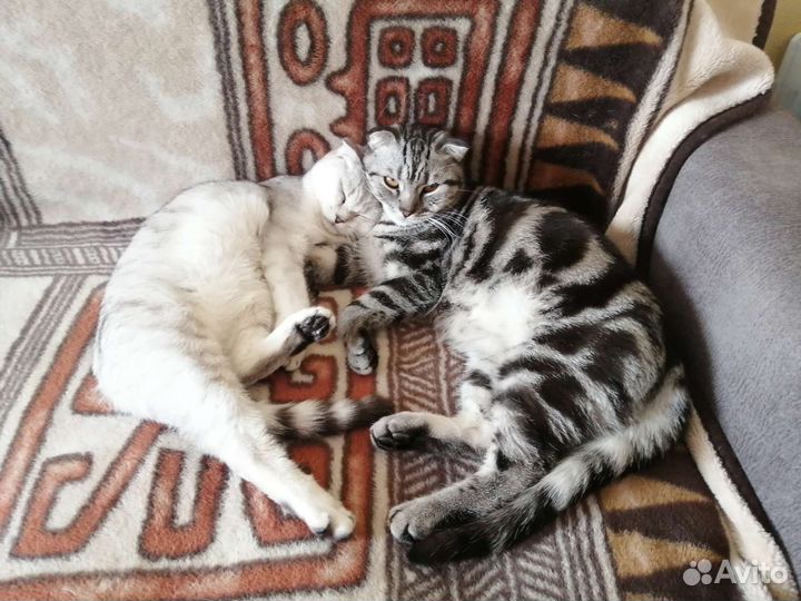 Передержка кошек