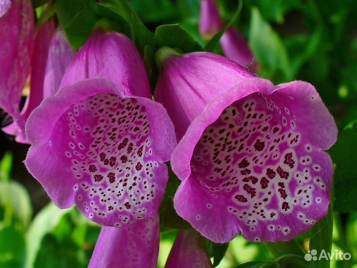 Наперстянка