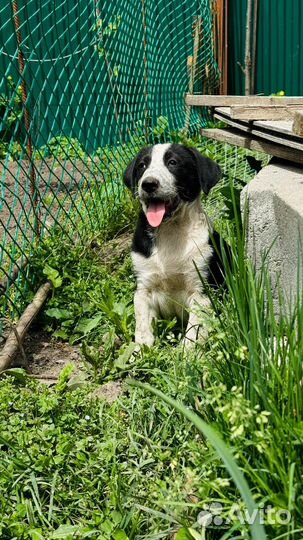 Щенок мальчик