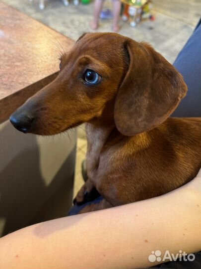 Вязка собак