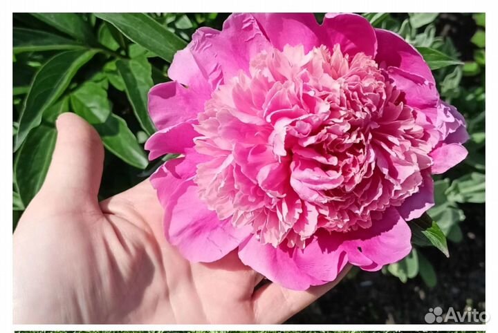 Пионы саженцы