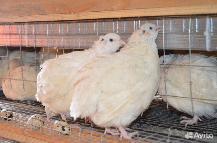 Перепела недельные