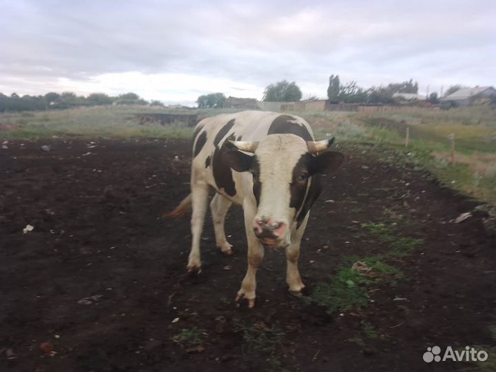 Быки на племя