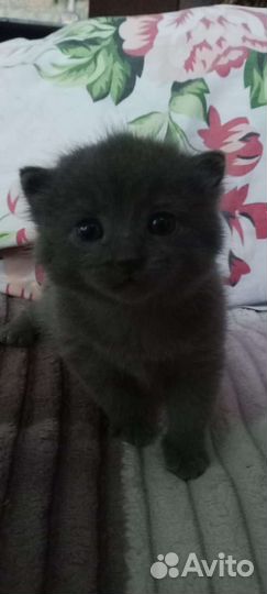Британские котята