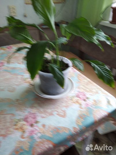 Спатифиллум