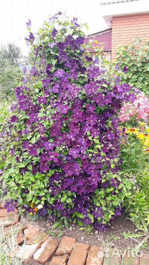 Цветы многолетки