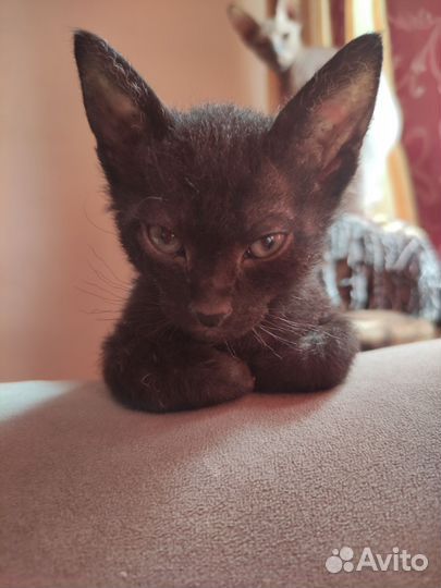 Донской сфинкс котята