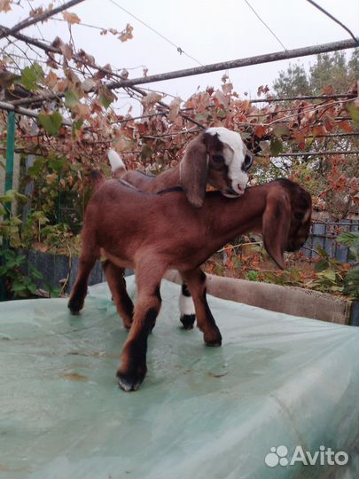 Англо нубийские козлята