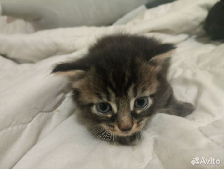 Котята в добрые руки мальчики