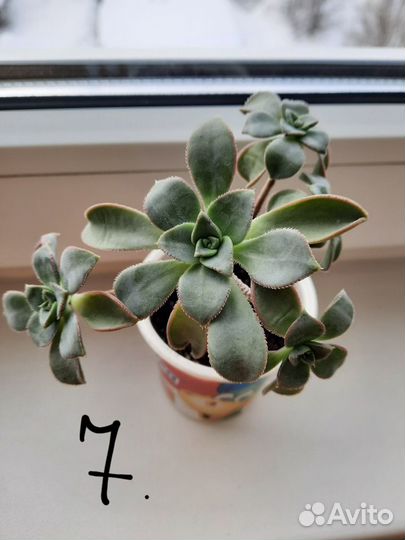 Суккуленты