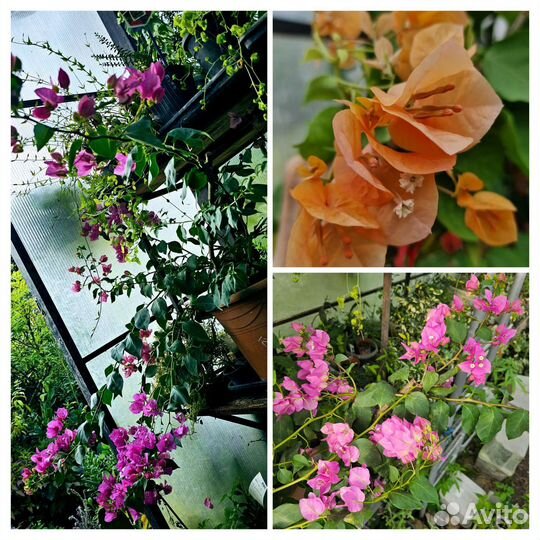 Бугенвиллея взрослые цветущие