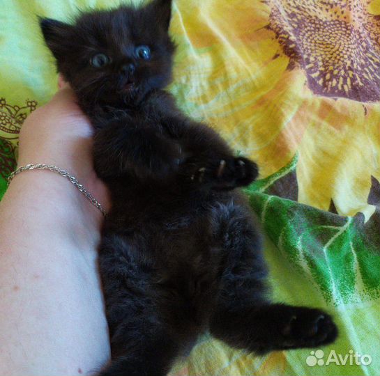 Котята в добрые руки бесплатно