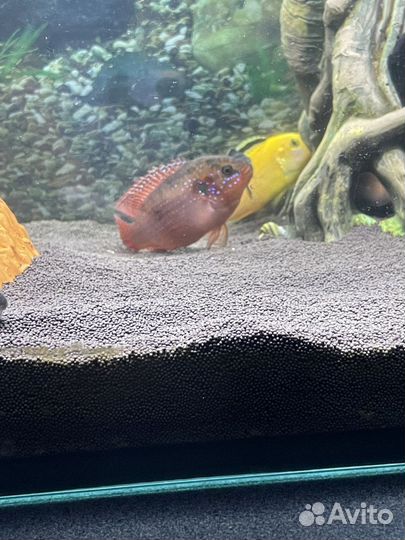 Продам Хромисов