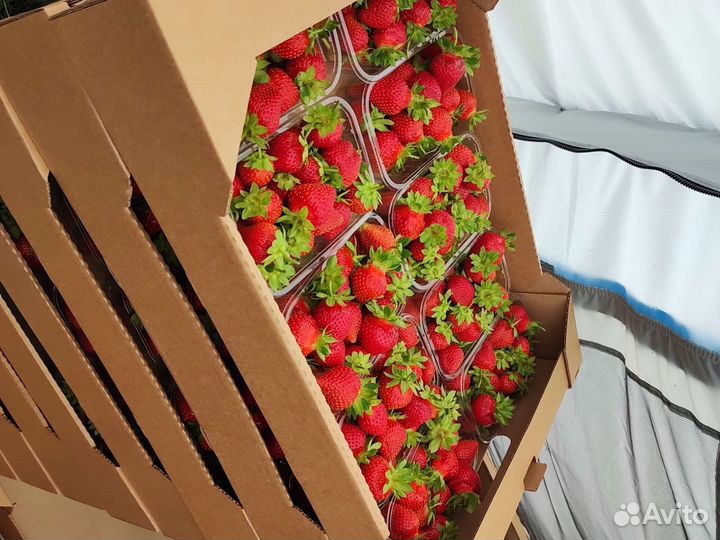 Коробки для ягод и не только