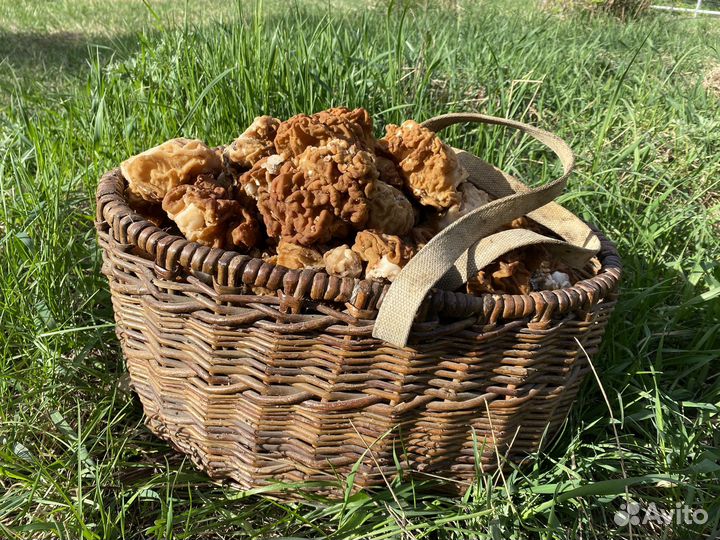 Грибы свежие строчки