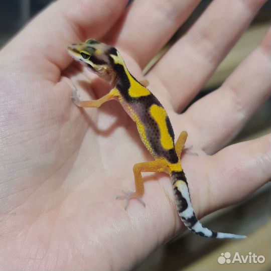 Пятнистые эублефары, гекконы