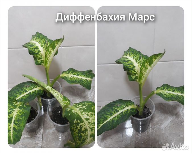 Комнатные цветы разные