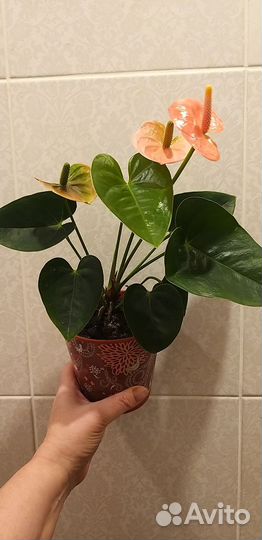 Антуриум красный, белый, зелёный, розовый