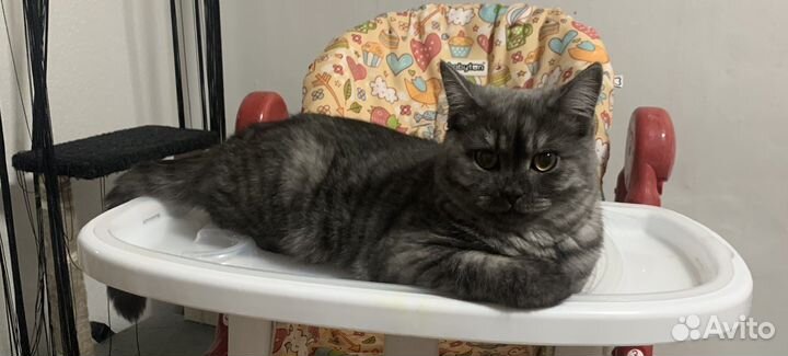 Шотландский кот вязка