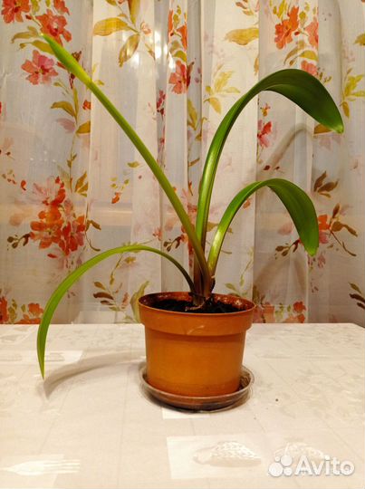 Комнатные цветы