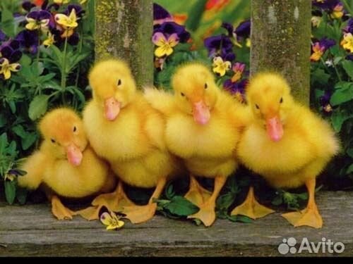 Утята муларды суточные