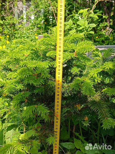 Саженцы Ели