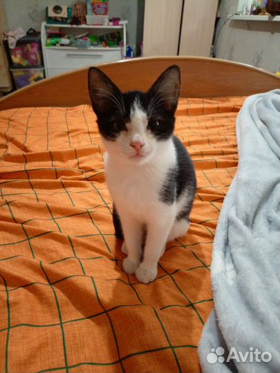 Котенок в добрые руки