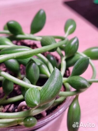 Крестовник арбузик