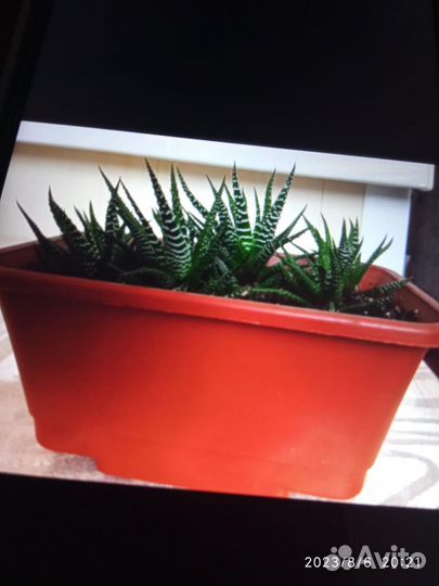 Продам цветы комнатные