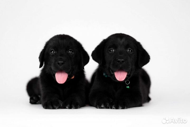 Лабрадор ретривер щенки