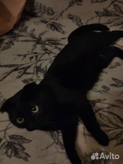 Вислоухие коты