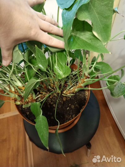 Антуриум красныйТорг(много отростков )