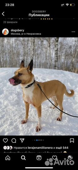 Волонтер в приют для собак