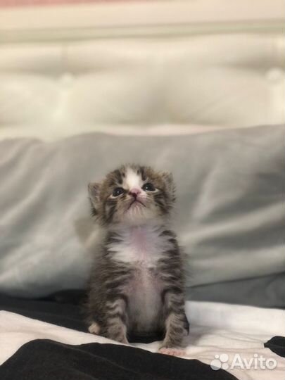 Кот в добрые руки