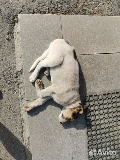 Отдам бесплатно