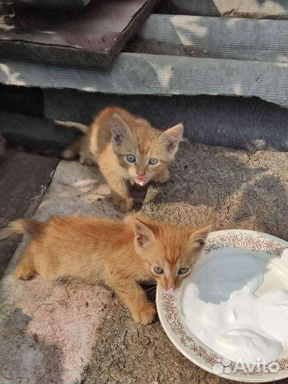 Отдам бесплатно животные