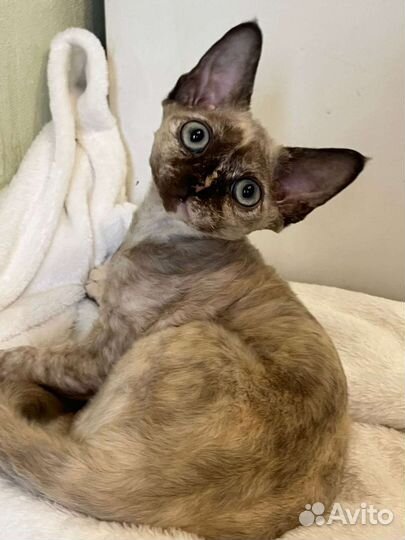 Девон-рекс в разведение