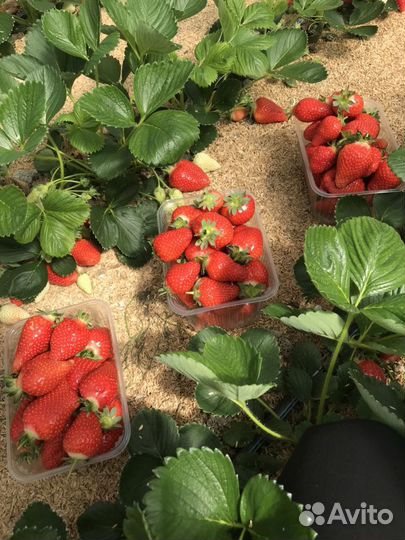 Рассада клубники