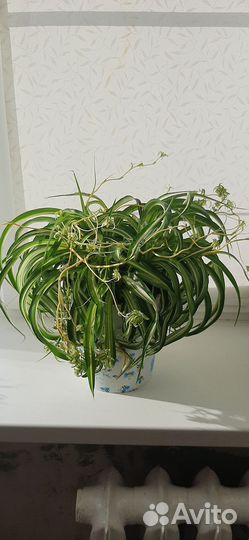 Хлорофитум кудрявый