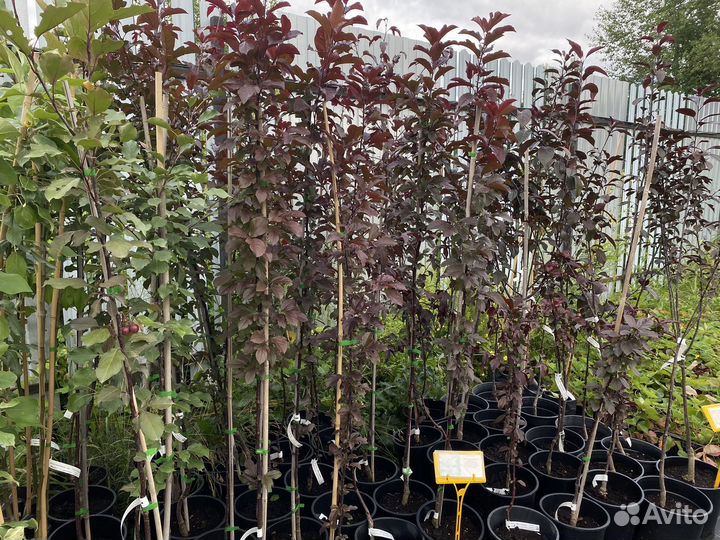 Черешня саженцы