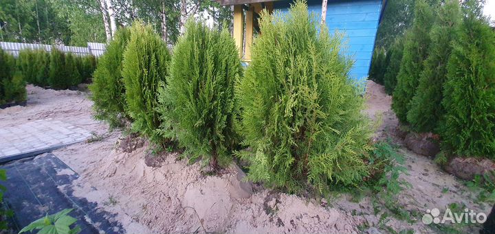 Туя смарагд