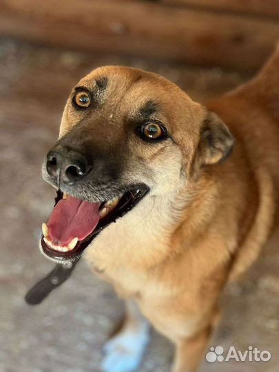 Я Бивис,и я очень хочу свой дом