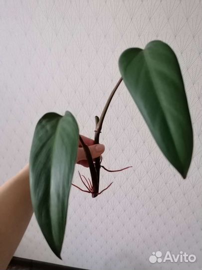 Филодендрон, Сансевиерия, сциндапсус