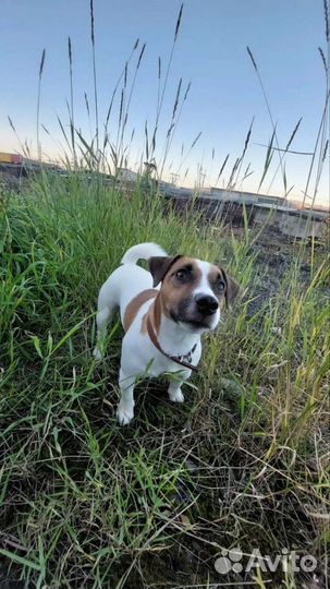 Мальчик ищет девочку для случки