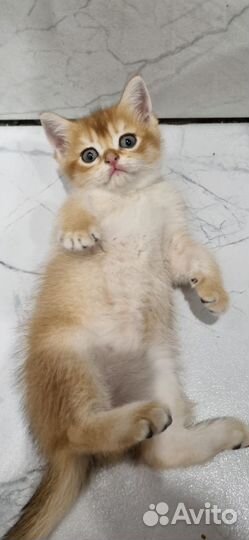 Британская