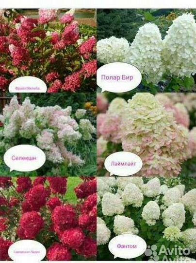 Гортензия метельчатая в ассортименте