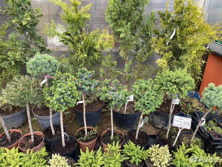 Штамбовые растения